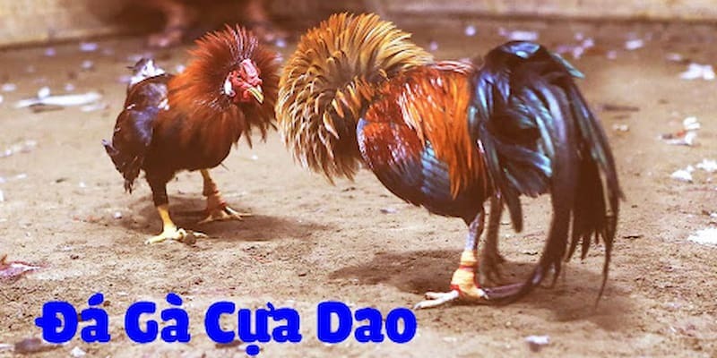 Ưu điểm và hạn chế khi theo dõi các sới chọi có sử dụng vũ khí